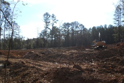1-clearing-looking-at-42-cropped